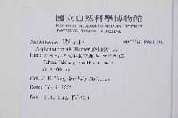 綠柄鐵角蕨藏品圖，第2張