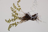 綠柄鐵角蕨藏品圖，第3張