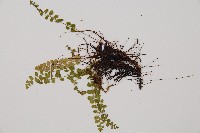 綠柄鐵角蕨藏品圖，第4張