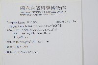 杜氏耳蕨藏品圖，第2張