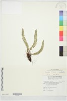 麗江耳蕨藏品圖，第2張