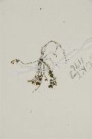 姬鐵角蕨藏品圖，第2張