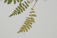 岩蕨藏品圖，第2張