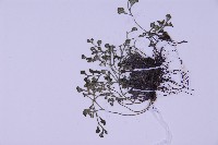 銀杏葉鐵角蕨藏品圖，第3張