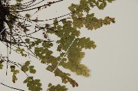 深山鐵線蕨、月芽鐵線蕨藏品圖，第4張