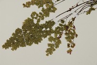 深山鐵線蕨、月芽鐵線蕨藏品圖，第5張