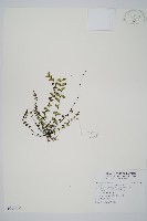 鐵角蕨藏品圖，第1張