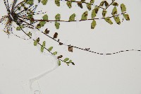 鐵角蕨藏品圖，第3張