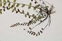 鐵角蕨藏品圖，第4張