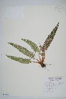 針葉耳蕨藏品圖，第1張