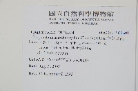 針葉耳蕨藏品圖，第2張