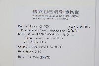 高山耳蕨藏品圖，第2張