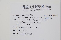 馬祖耳蕨藏品圖，第2張