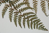 山蹄蓋蕨藏品圖，第3張