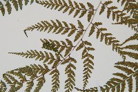 山蹄蓋蕨藏品圖，第4張