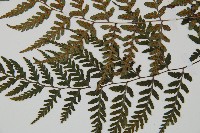 山蹄蓋蕨藏品圖，第5張