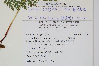 高山金粉蕨藏品圖，第2張