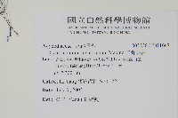 二條線蕨藏品圖，第2張