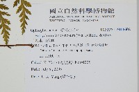 阿里山蕨萁藏品圖，第2張