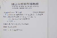 芽胞耳蕨、芽孢耳蕨藏品圖，第2張