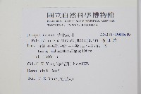 馬祖耳蕨藏品圖，第2張