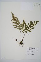 厚葉鱗毛蕨藏品圖，第1張