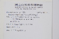 厚葉鱗毛蕨藏品圖，第2張