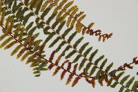 岩穴蕨藏品圖，第3張