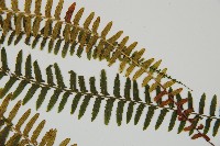 岩穴蕨藏品圖，第5張