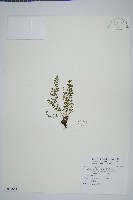 小葉鐵角蕨藏品圖，第1張