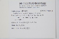 小葉鐵角蕨藏品圖，第2張