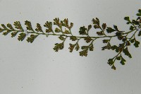 小葉鐵角蕨藏品圖，第4張