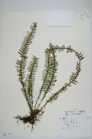 穴子蕨藏品圖，第1張