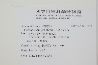 穴子蕨藏品圖，第2張