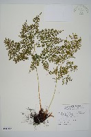 彎柄假複葉耳蕨藏品圖，第1張