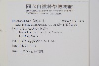 彎柄假複葉耳蕨藏品圖，第2張