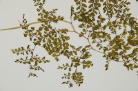 彎柄假複葉耳蕨藏品圖，第3張