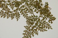 彎柄假複葉耳蕨藏品圖，第4張