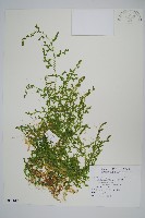 疏葉卷柏藏品圖，第1張