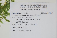 疏葉卷柏藏品圖，第2張