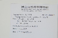 華中瘤足蕨藏品圖，第2張