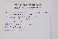 玉山耳蕨藏品圖，第2張