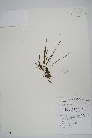 廣葉書帶蕨藏品圖，第1張