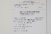 廣葉書帶蕨藏品圖，第2張