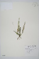 鐵角蕨藏品圖，第1張