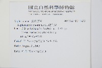 鐵角蕨藏品圖，第2張