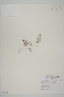 翠蕨藏品圖，第1張