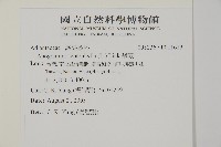 翠蕨藏品圖，第2張