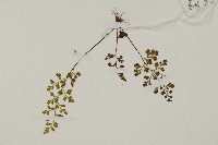 翠蕨藏品圖，第3張