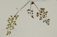 翠蕨藏品圖，第4張